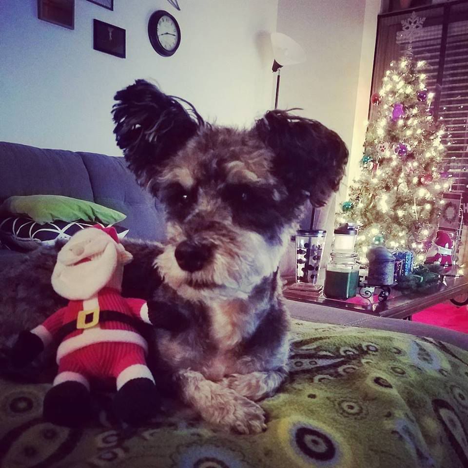The Times Cutest Pets of Winter 2018